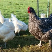 11. Oktober 2026: PraxisSeminar "Einführung in die - ökologische - Hühnerhaltung"