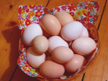 Bio-Eier vom Rassehuhn nur zur Abholung in Köln Ehrenfeld oder Lindenthal