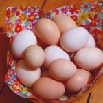 Bio-Eier vom Rassehuhn
