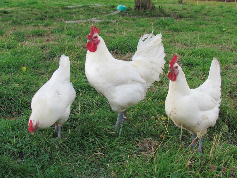 Bio-Eier vom Rassehuhn