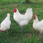 Bio-Eier vom Rassehuhn
